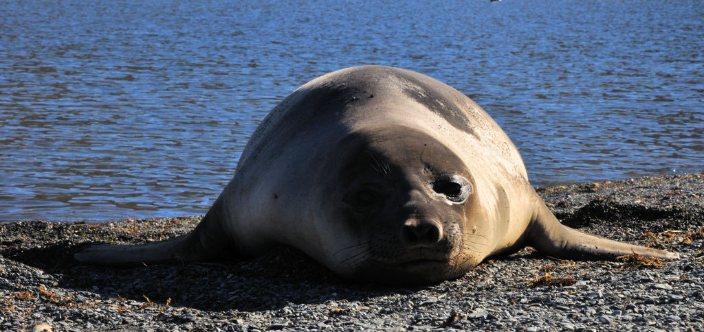 Another seal