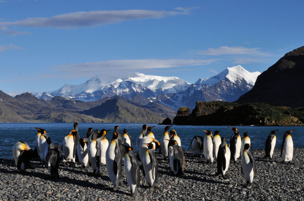 Emperor Penguins on South Georgia!