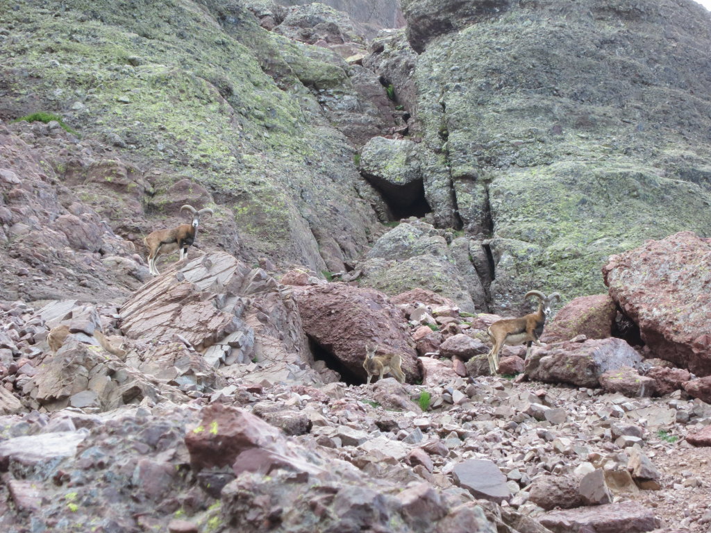 The wild sheep of Corsica, a domestic sheep that escaped and established itself in the wilderness.