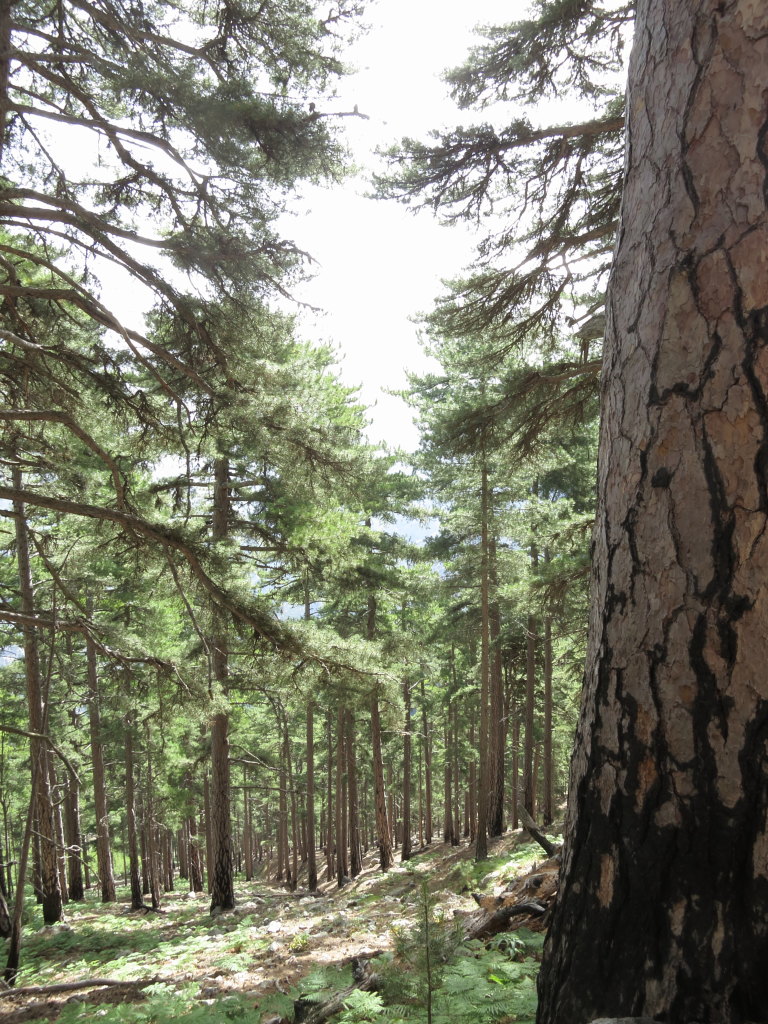 The mighty pine tree forest on the way down. The last day on the GR20.