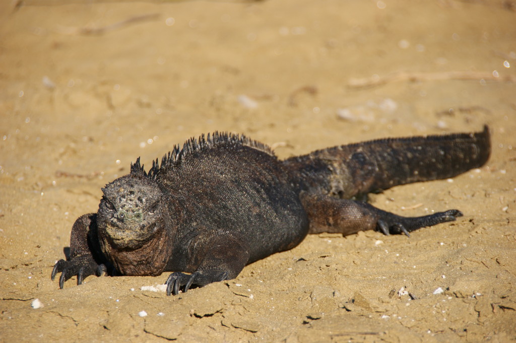 The only species of marine iguana in the world