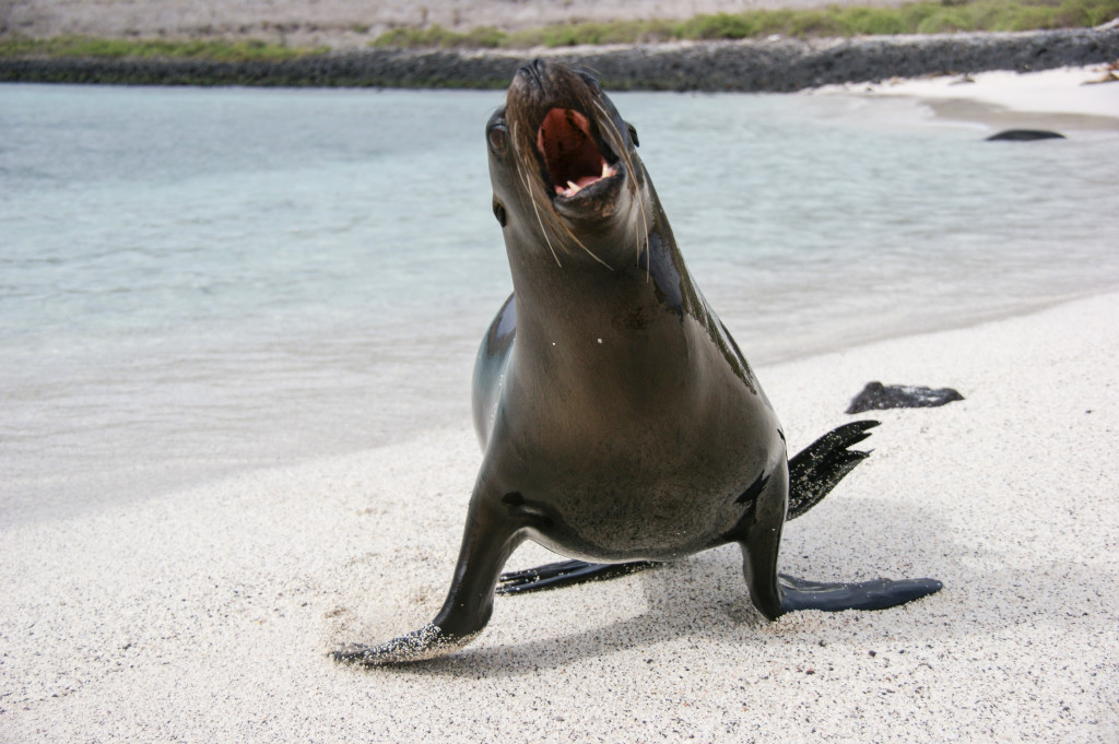 Sea lion attacking me on the beach