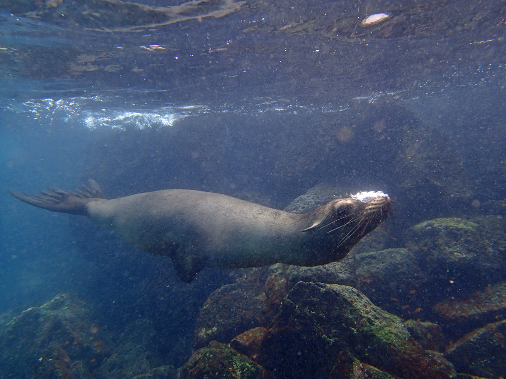 Swimming with the sea lions