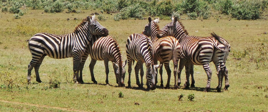 Badland Zebras.