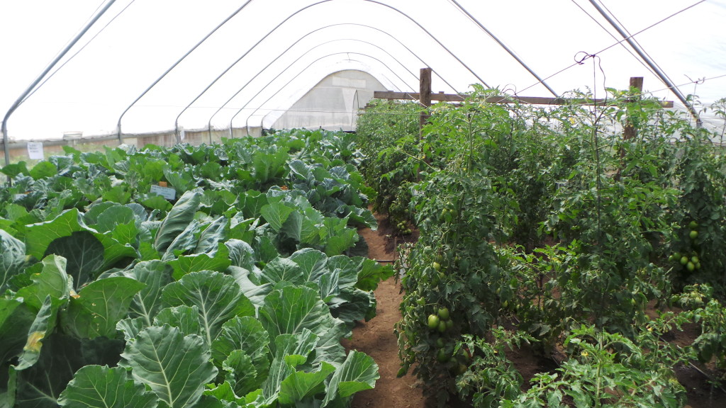 Greenhouse with kale on the left and tomatoes on the right.