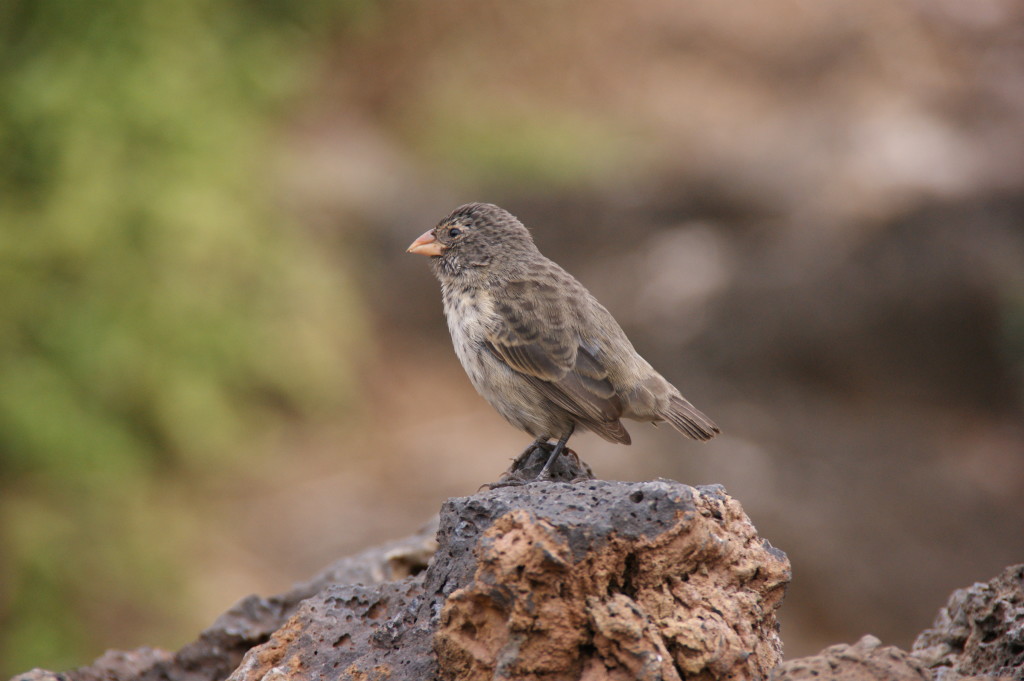 One of the Galapagos Finches