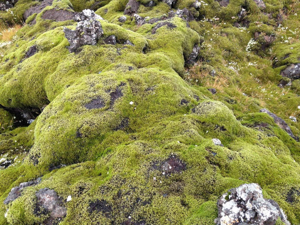 Extensive moss (Racomitrium) covering outcrops at a basaltic lava field 