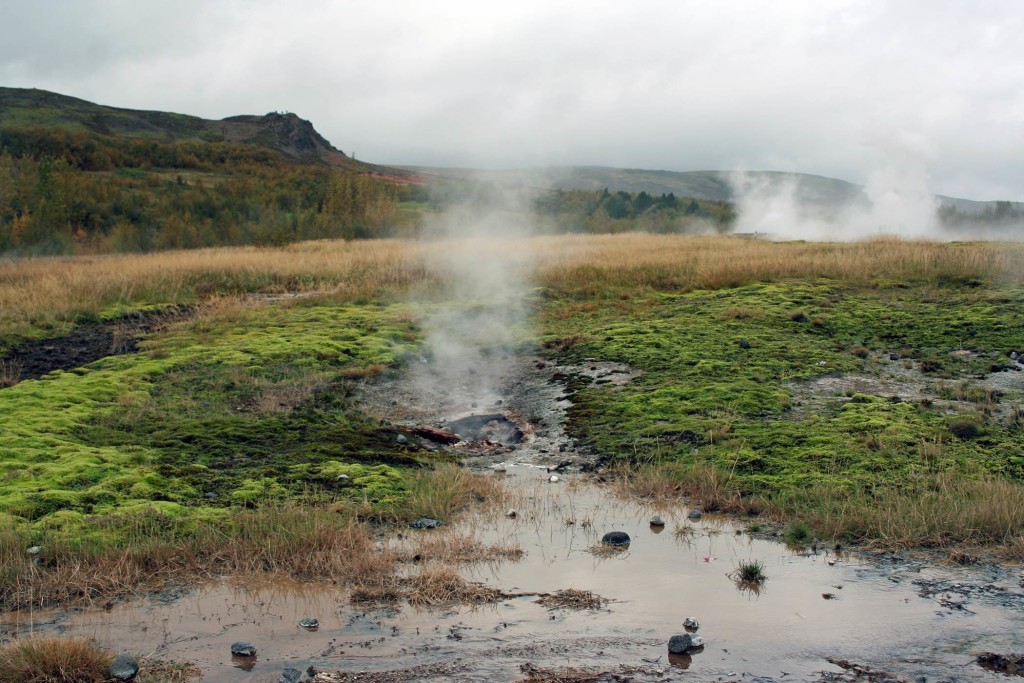 Remarkable proximity of mosses to geothermal vent openings at Geysir.