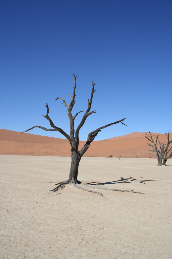 Photo 3: Colours of a photographers dream in the pan of dead trees ‘DeadVlei’. 