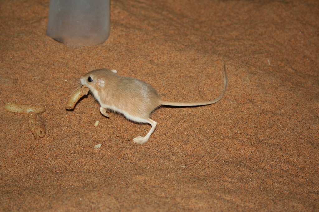 Photo 7: One of our gerbil campsite neighbours. Also partial to nibbling head torches! 