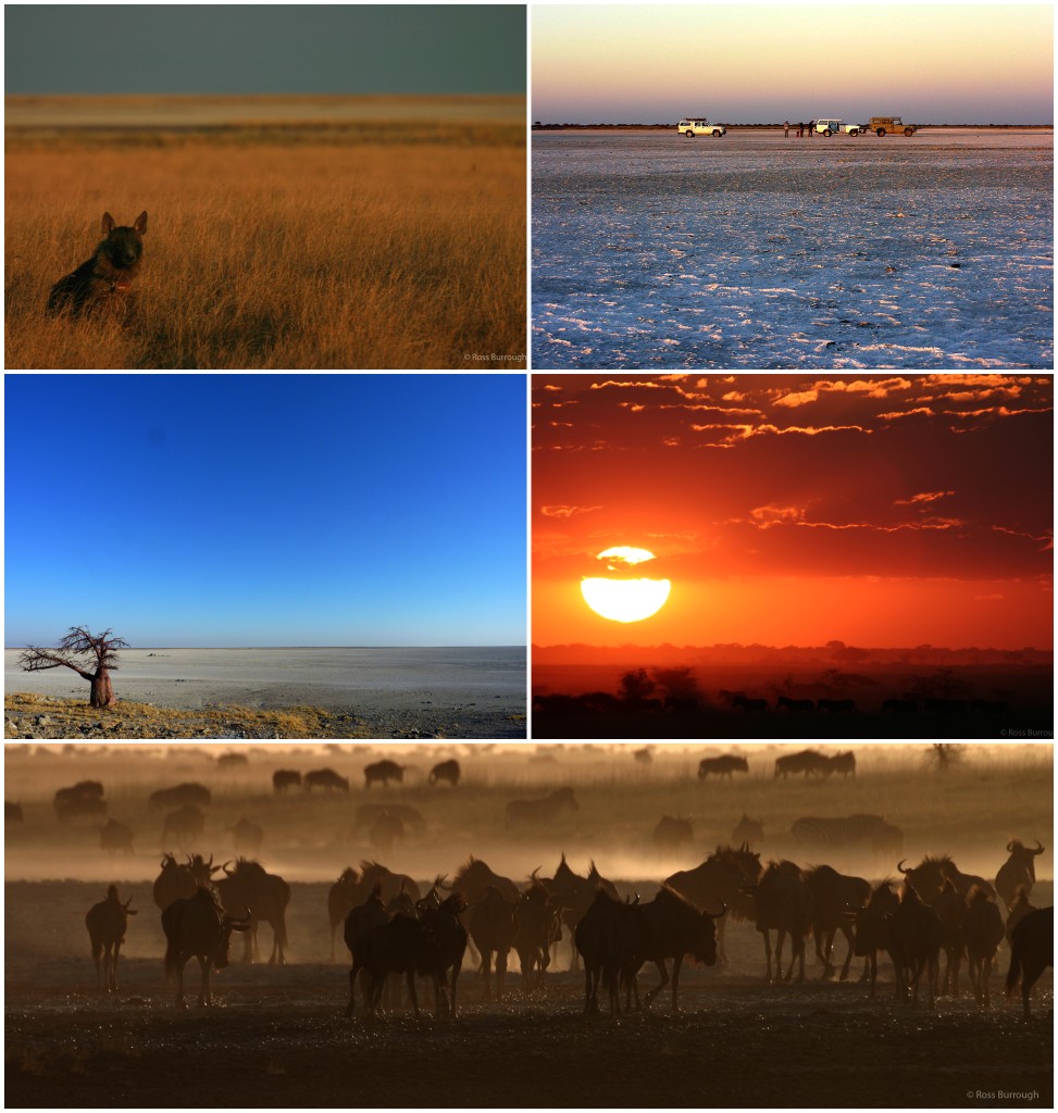 Top left: Venus, a brown hyena going about her daily business in the old lake bed, she was collared as part of a research project attempting to establish more about these little known elusive creatures (photo by Ross Burrough).  Top right: Sundowners with friends and researchers on the pan.  Middle left: Kubu Island, with its iconic baobab trees dating the high-water mark here to > 3000 years. Right and bottom: The migration of thousands of zebra and wildebeest into the pan during the wet season, these numbers have vastly reduced over the last 50 years (photos by Ross Burrough).