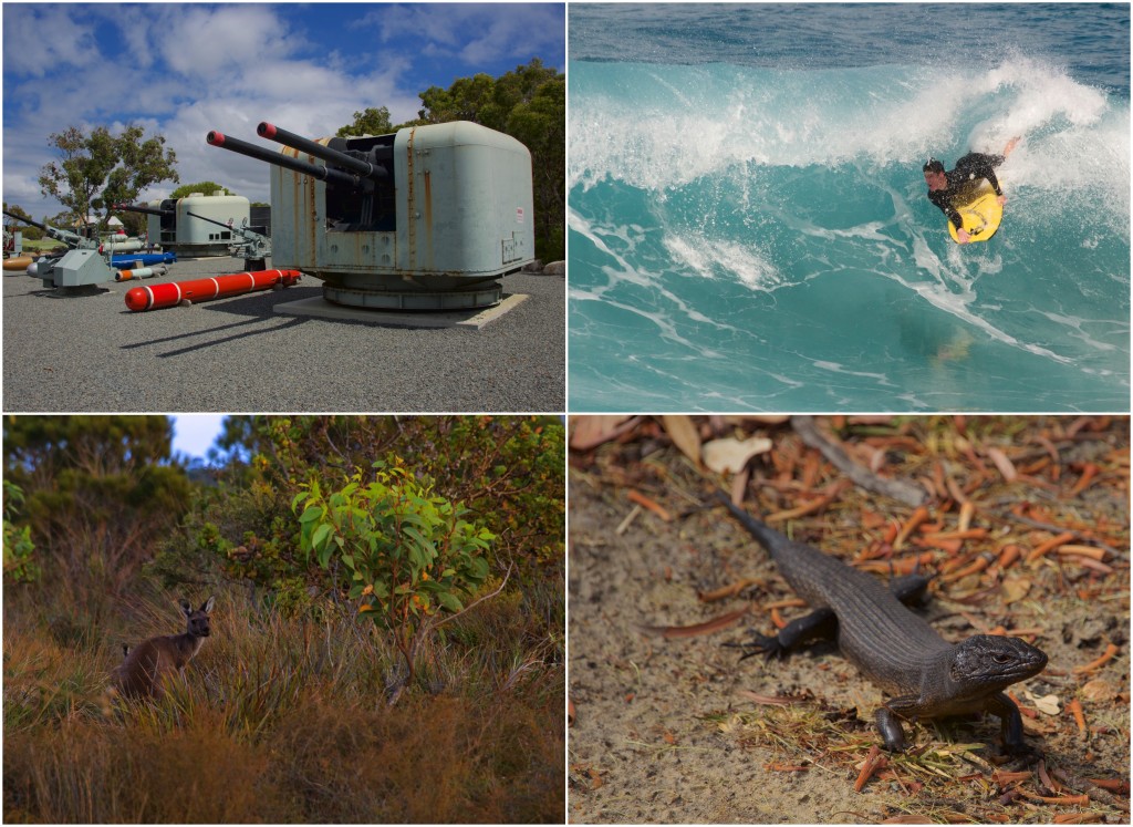 Clockwise from top left: Battery guns at the National ANZAC Centre; a local recreating; a land mullet (largest of the skink family); red kangaroo