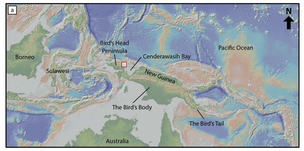 Topographic and bathymetric map of New Guinea, highlighting its bird-like shape. The Bird’s Head is located in the west and is part of Indonesia. Half of the Bird’s Body is within Indonesia, whilst the other half is within Papua New Guinea, along with the Bird’s Tail. Base map obtained using Ryan et al. (2009).