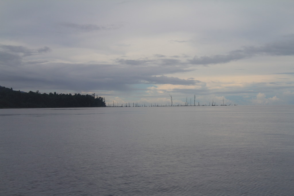 We found recent evidence of faulting around the edge of Cenderawasih Bay, in this case a submerged forest indicates extensional faulting took place not too long ago.