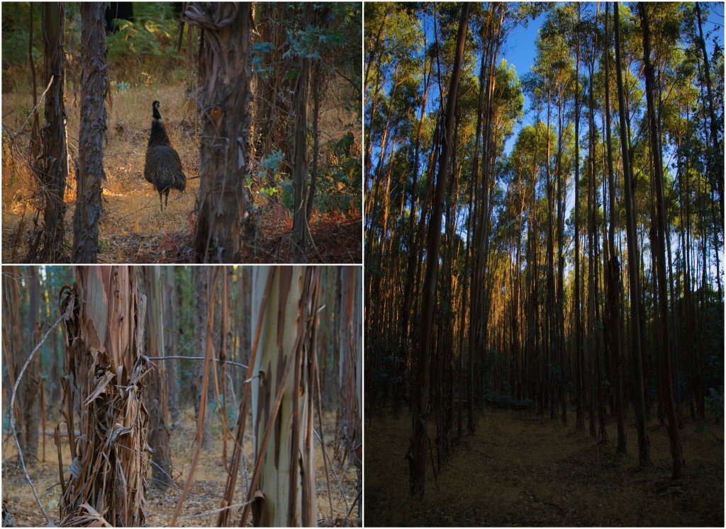 Clockwise from top left: Emu in eucalyptus tree farm; straight rows of eucalyptus trees; eucalyptus shedding bark