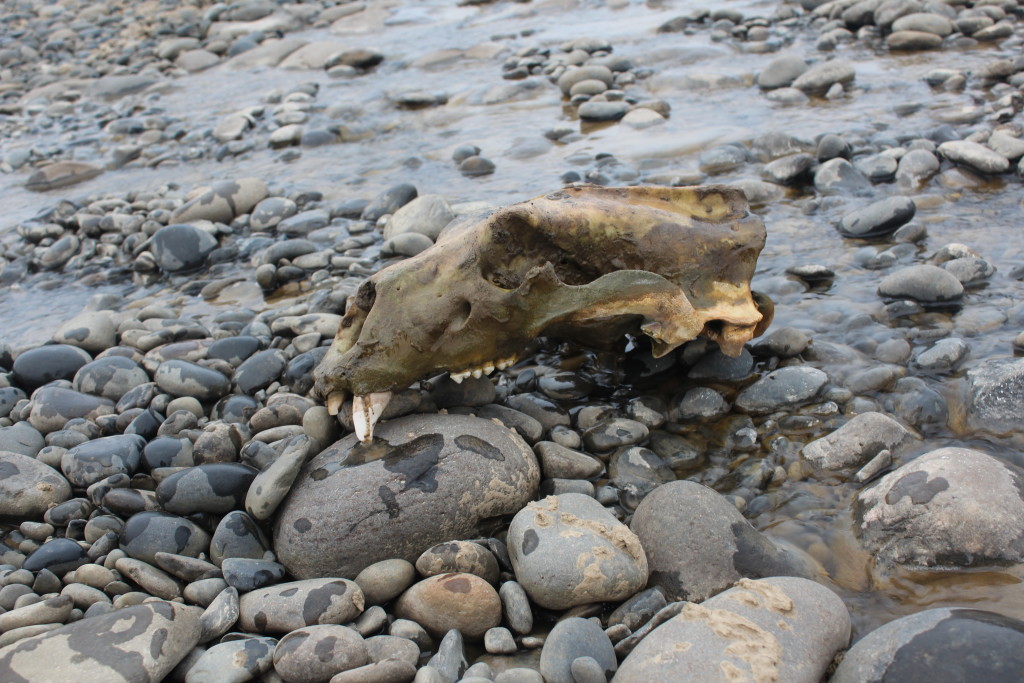 The skull of an adult polar bear that we came across in a stream bead on Kongsøya. This is one of three such sites of polar bear remains we came across. During our time on the island we encountered no living bears, while the last group of geologists to work there had over one hundred sightings. It seems that changes in the sea ice pack has greatly shifted the dynamics of this island in the last few decades.