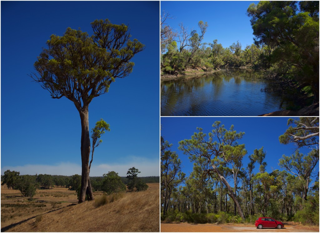 Left: a large eukalypt tree; right-top: the Franklin Rivier; river-bottom: car for scale