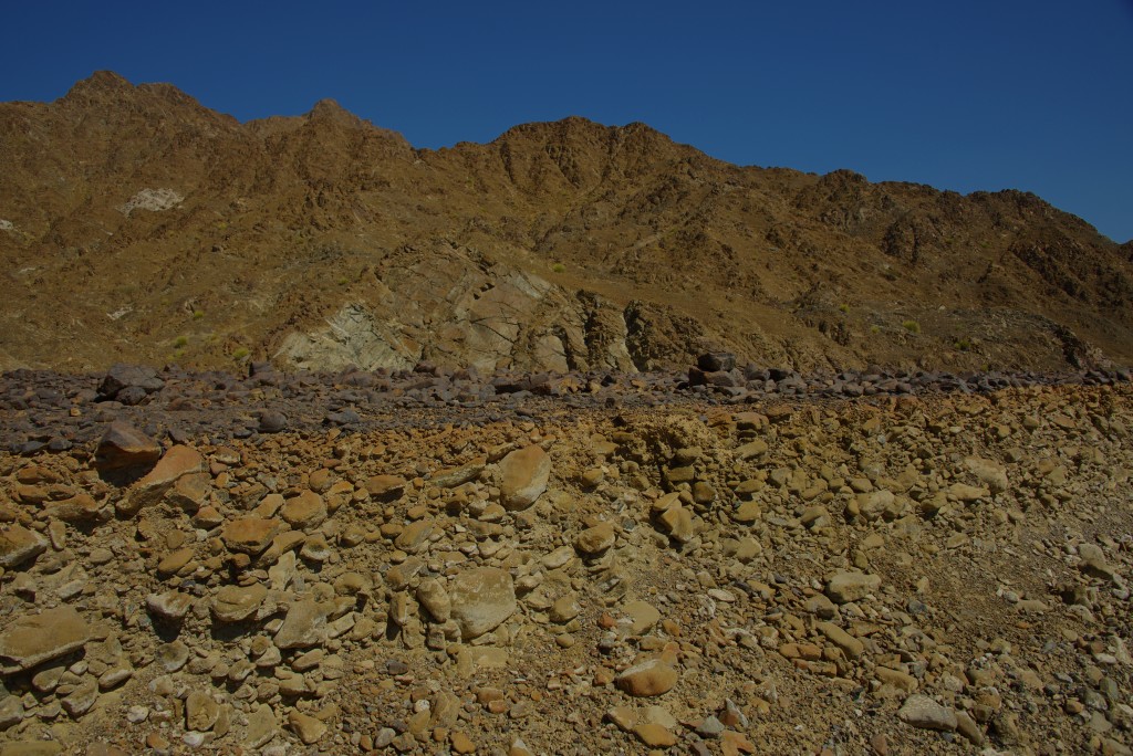 The desert can be harsh on the rocks. These harzburgite cobbles are coated on one side with purple desert varnish that extends a few millimeters beneath the surface. This was along a road cut to a chromite mine.