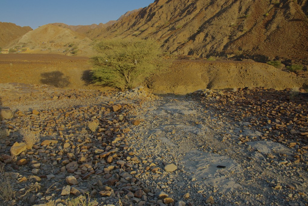 ...these dykes can be as wide as three 3 meters and can stretch for several kilometers...