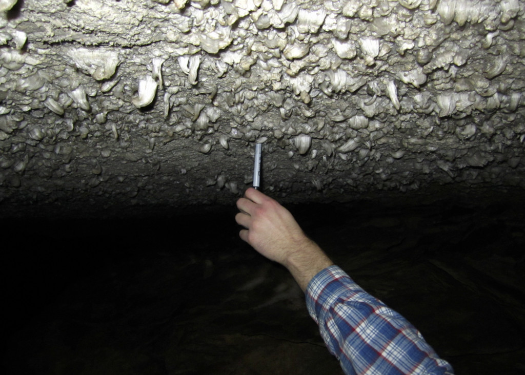 Gypsum blades lining the ceiling of Mammoth Cave.