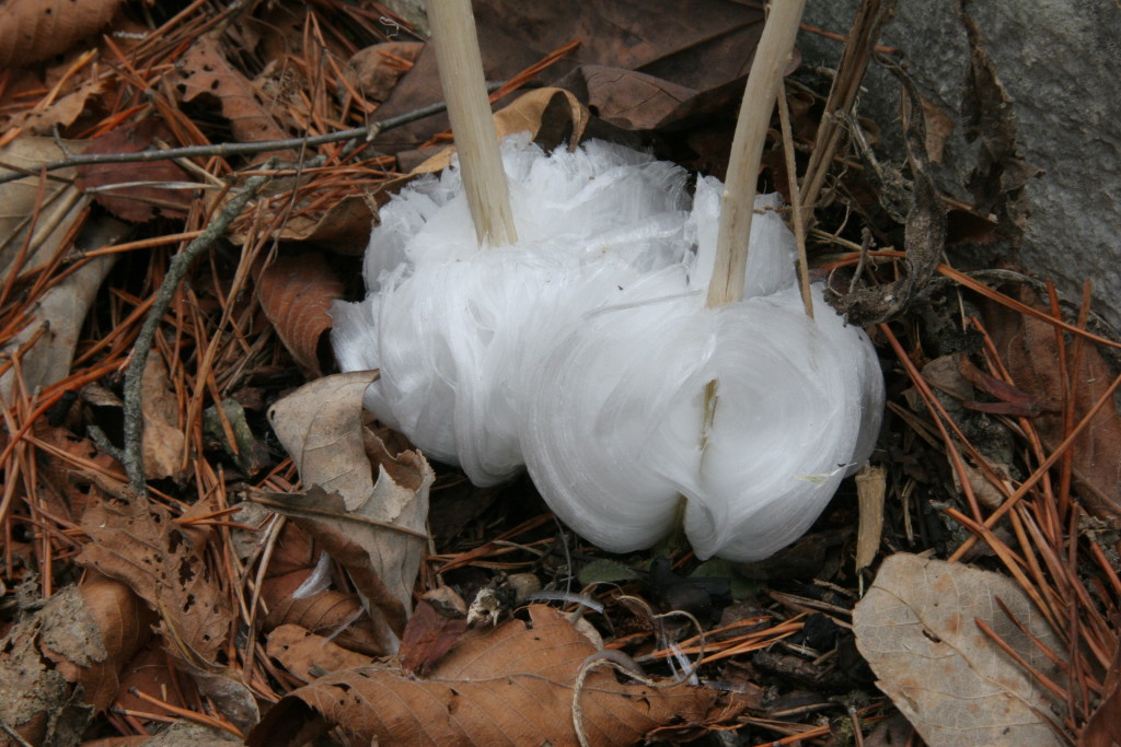 Frost flowers found near one of the sample locations.