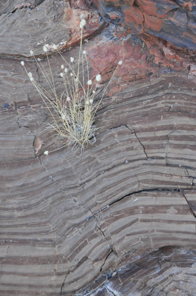 Typical Paraburdoo Member outcrop