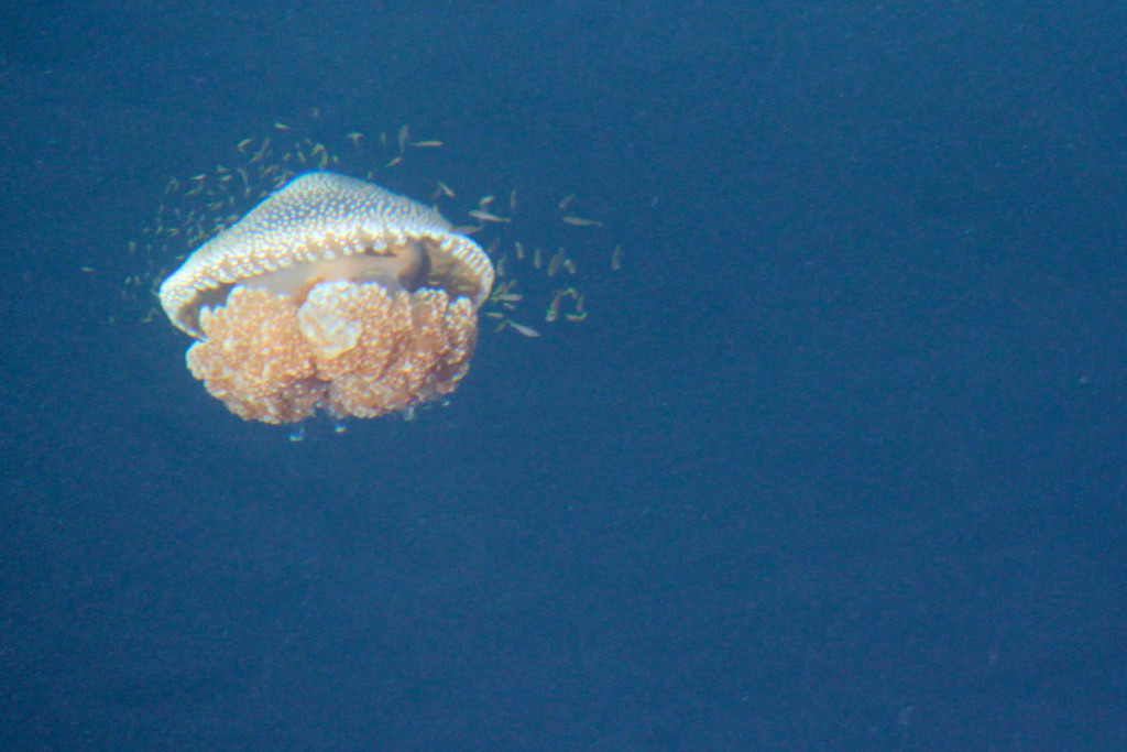 A jellyfish with a shoal of tiny fish sheltering in its tentacles, Andaman Sea.