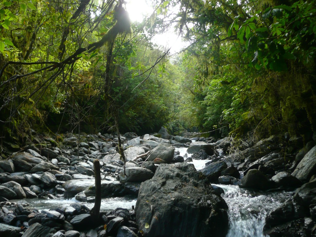 A typical West Coast fieldwork location: Stony Creek near Franz Josef township. Fieldwork is often confined to creeks and rivers which incise the Southern Alps and thick West Coast rainforest, and are lined with exposures of the Alpine Fault hanging wall sequence. 