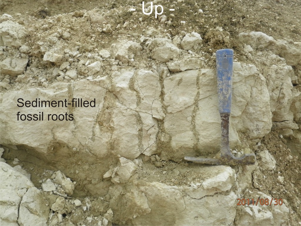 Fig. 5: Root traces in partially altered tuffite.