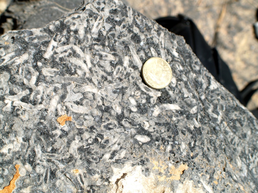 Reef outcrop in the Upper Omkyk Member of the Nama Group, containing tubular white Cloudina hartmannae fossils. Cloudina is one of the earliest known animals to have built a calcified skeleton. Picture by Fred Bowyer.