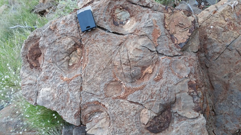Cross-section of 'Christmas tree' stromatolites