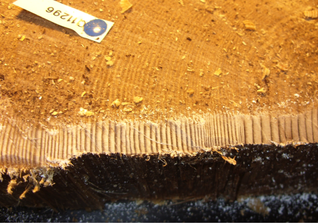 Figure 2. Annual growth rings are still present in this subfossil Scots pine specimen from a tree that died 8000 years ago.