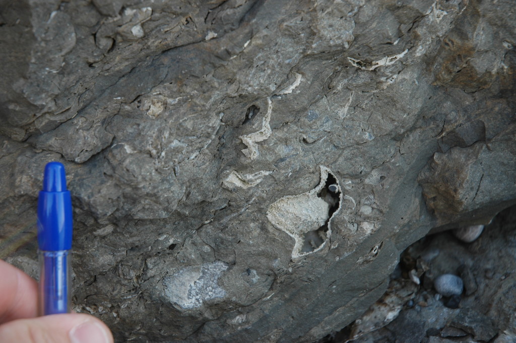 Permian brachiopods from Kapp Starostin, the old end of the world famous Festningen profile.