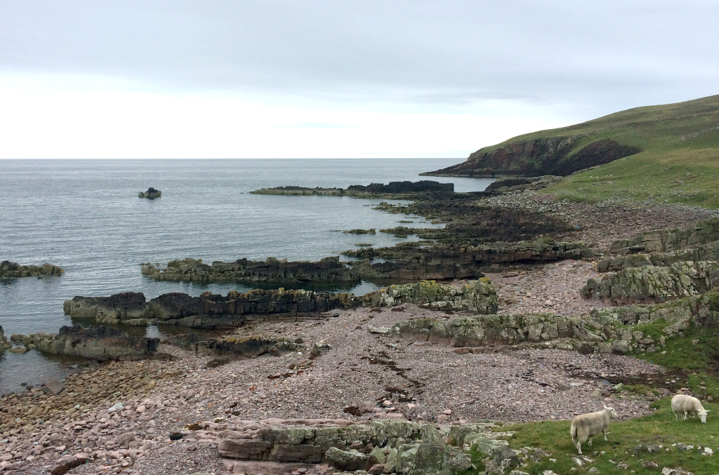 Fig. 2 – Typical coastal exposures of Torridonian sandstone that dip at moderate angles towards the north. The promontory of rock and sea stack formed by the Stac Fada Member is clearly visible. Sheep for scale.