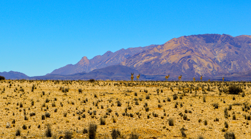 Figure 3: Springbok with the Brandberg intrusion in the background. 