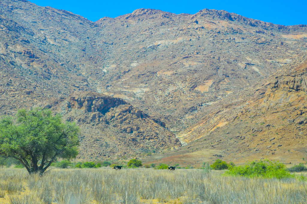 Figure 4: Ostriches running in front of the truck on the way to the Amis complex. Amis outcrops on the two smaller hills in the middle ground of the centre and right of the photo.