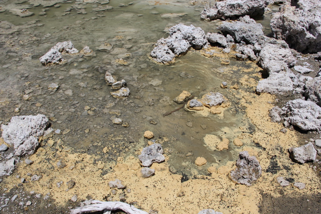 Mono Lake alkali flies