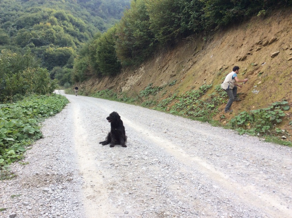 ‘New road section’, with our hairy friend.