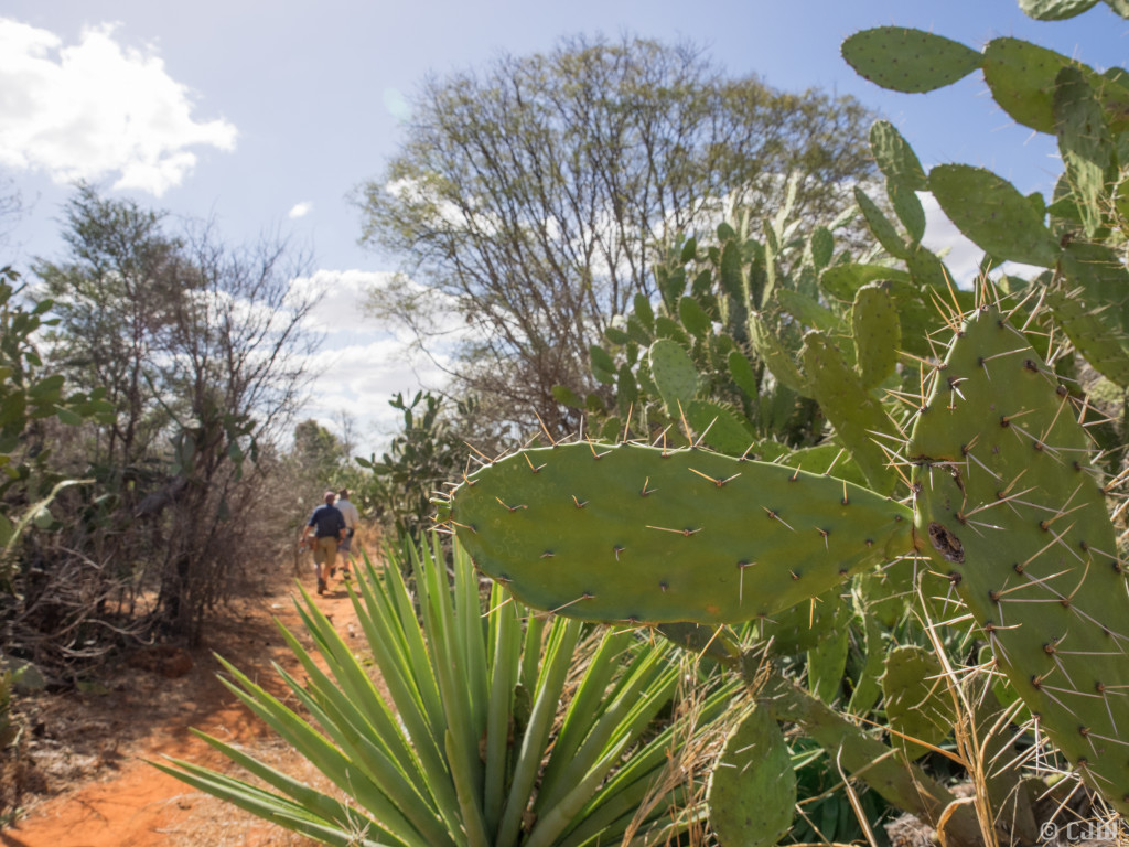 Figure 5: Going into the spikes. Photo: Catherine Wheller