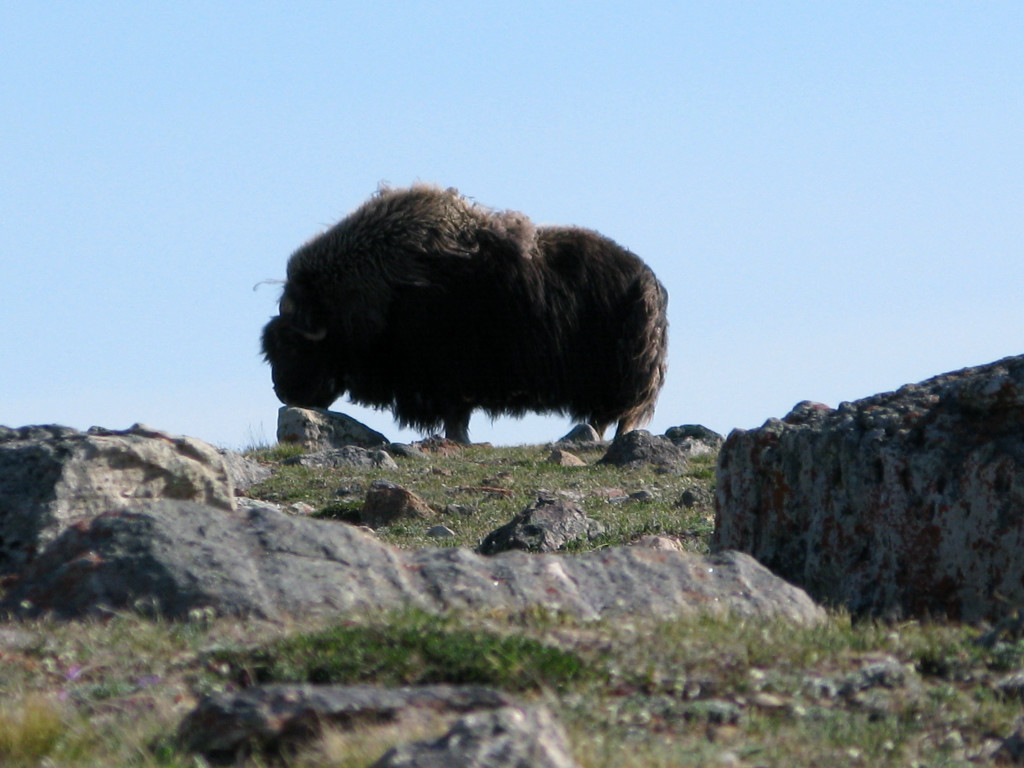 Muskox stands guard.