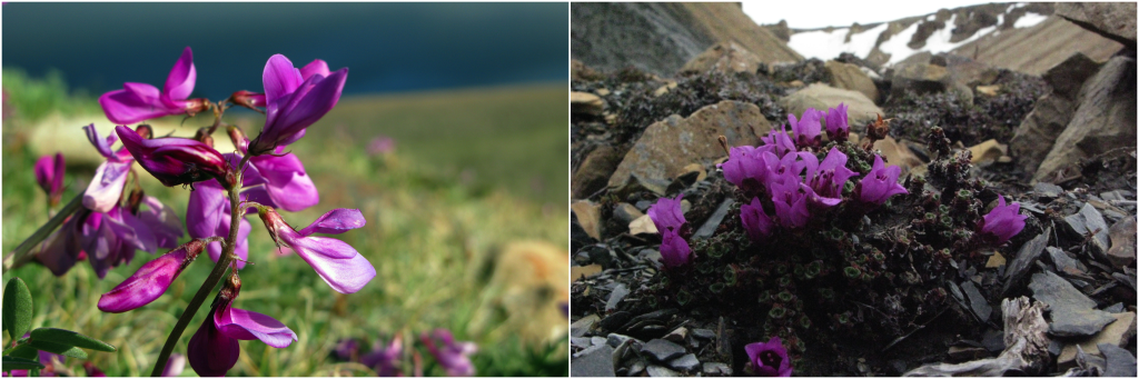 Arctic wildflowers.