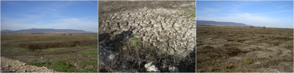 Dried-up wetland Tablas de Daimiel. (Photos by Henny Van Lanen).