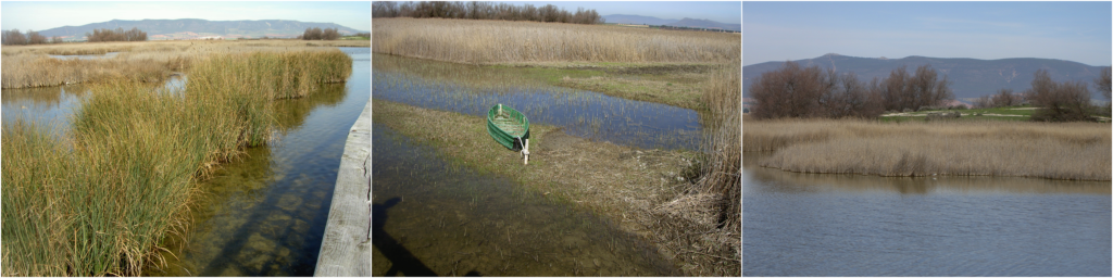 Re-wetted wetland Tablas de Daimiel. 