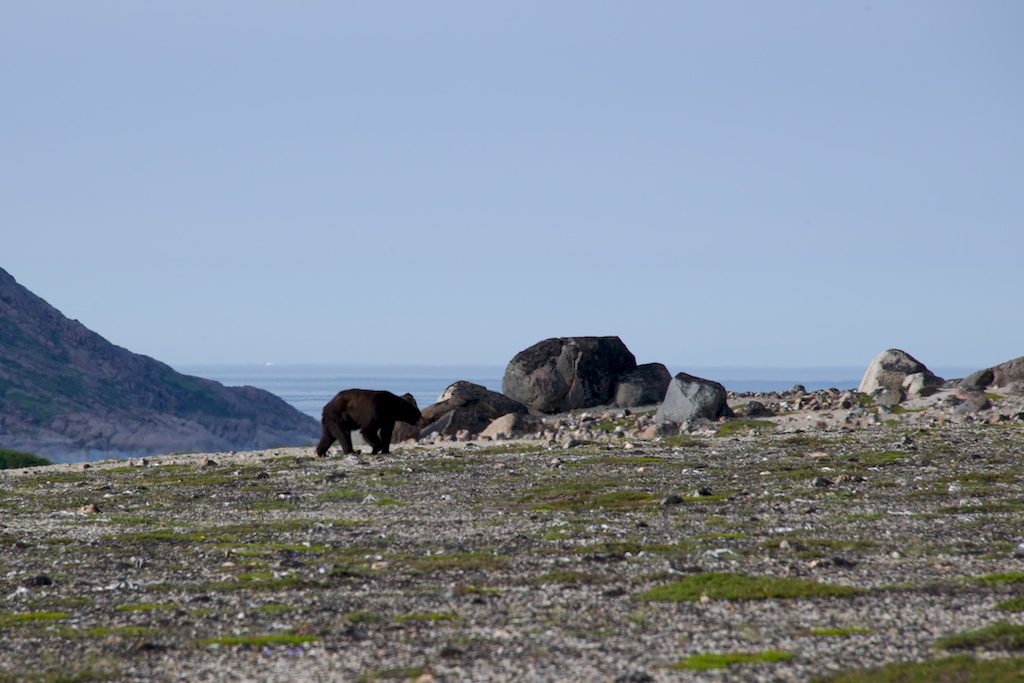 Figure 8: A black bear on the lower zone. Photo credit: Dominique Weis.