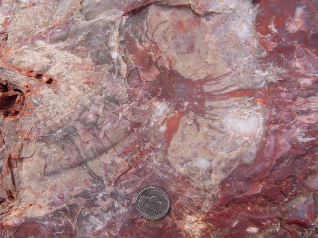 Close-up of petrified wood.