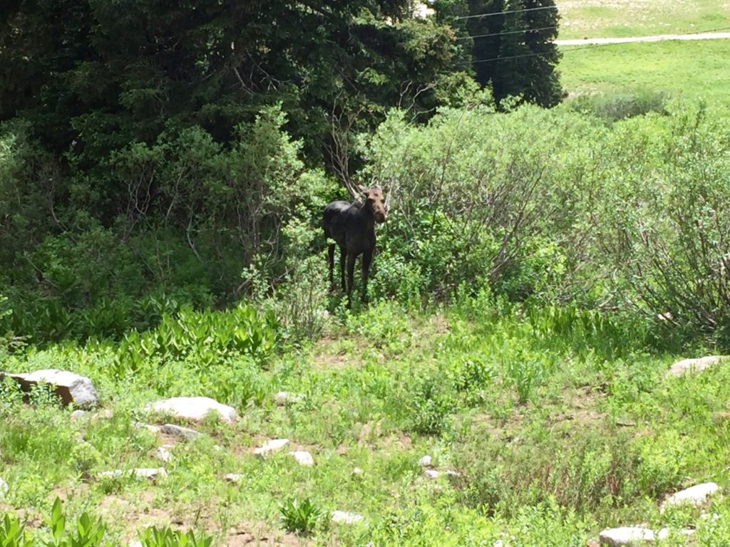 A wild moose appears!