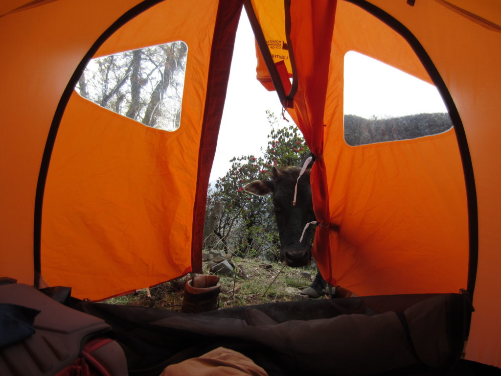 Photo 6. Sometimes unexpected visitors swing by your tent to say hello.