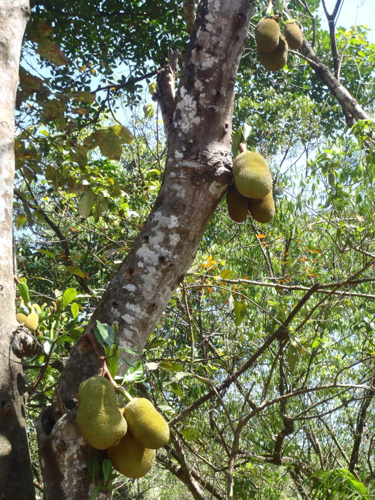 Wild jackfruit, stinky and spiky. Photo: Eleanore Blereau