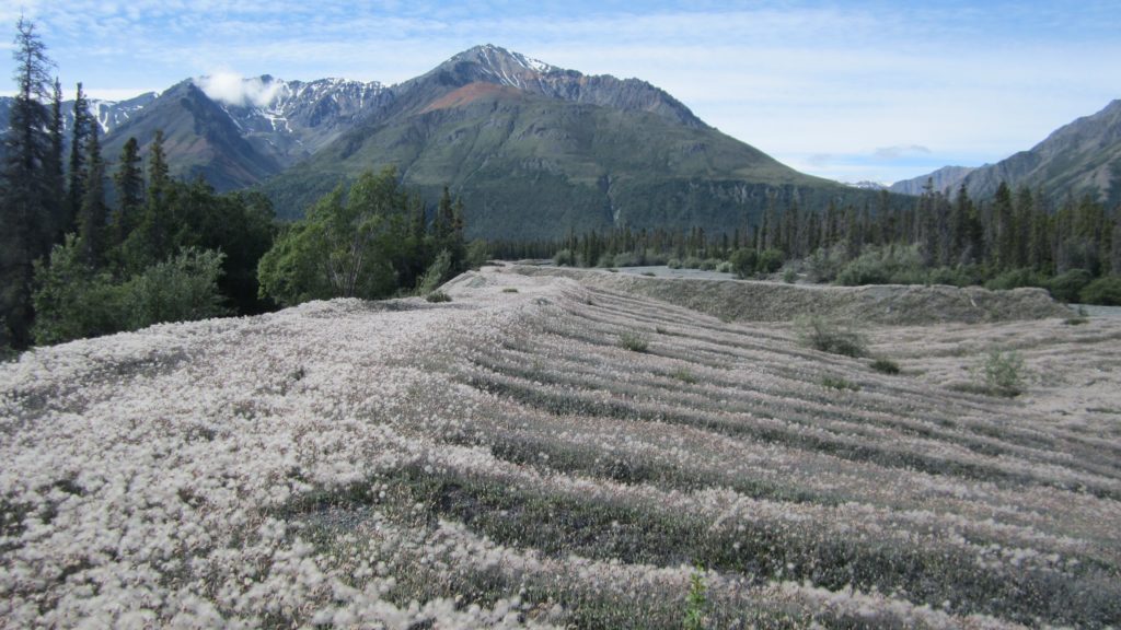 Moraine vegetated with cottongrass west of Kluane Lake.