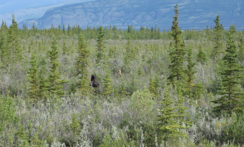 Spot the bears along the Alaska Highway.